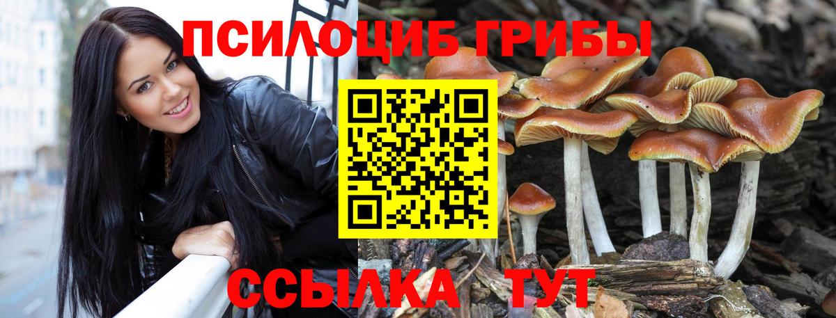 Галлюциногенные грибы Psilocybe  Вход с VPN  Зеленогорск 